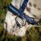 Preview: Bitless Bridle