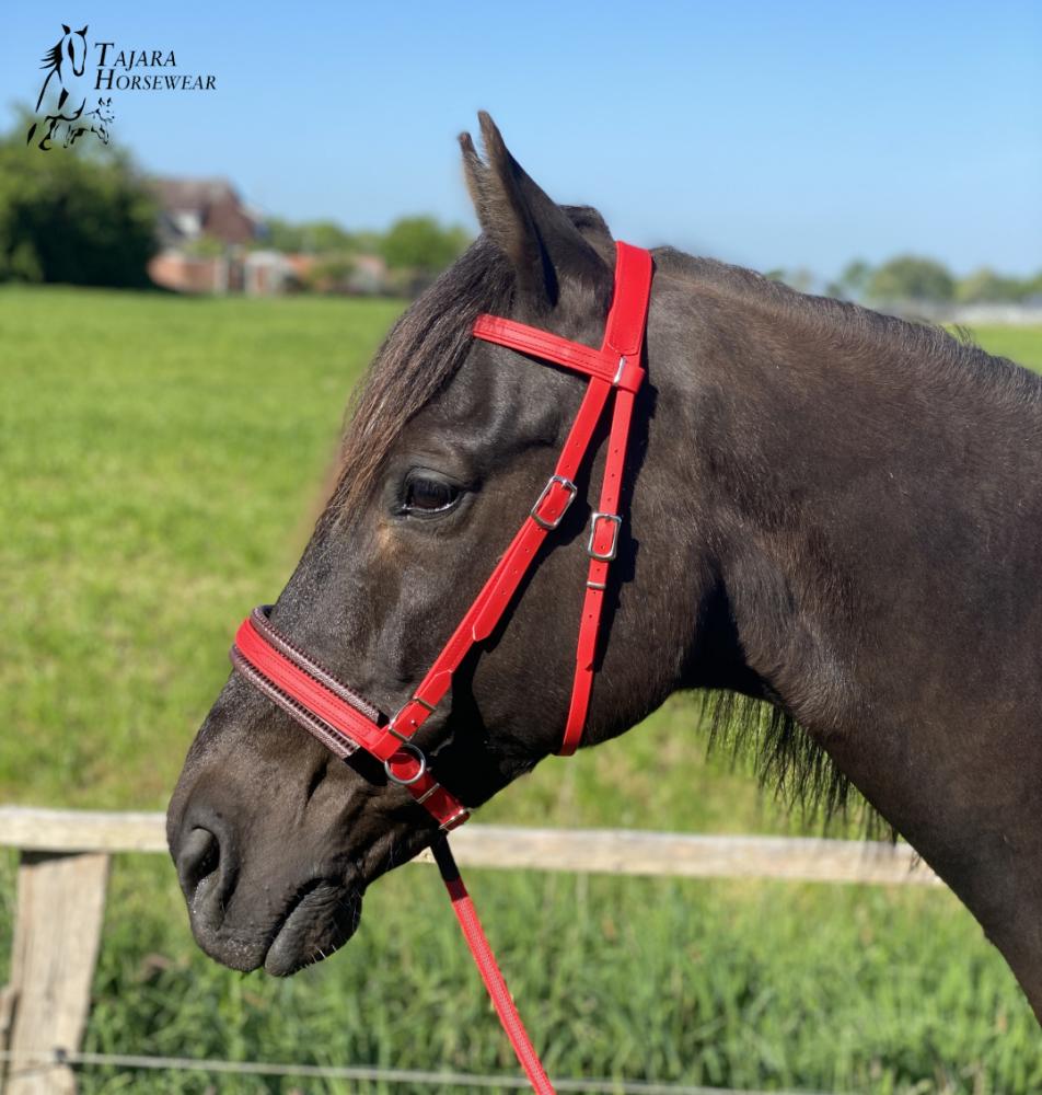 Bitless Crossover Bridle