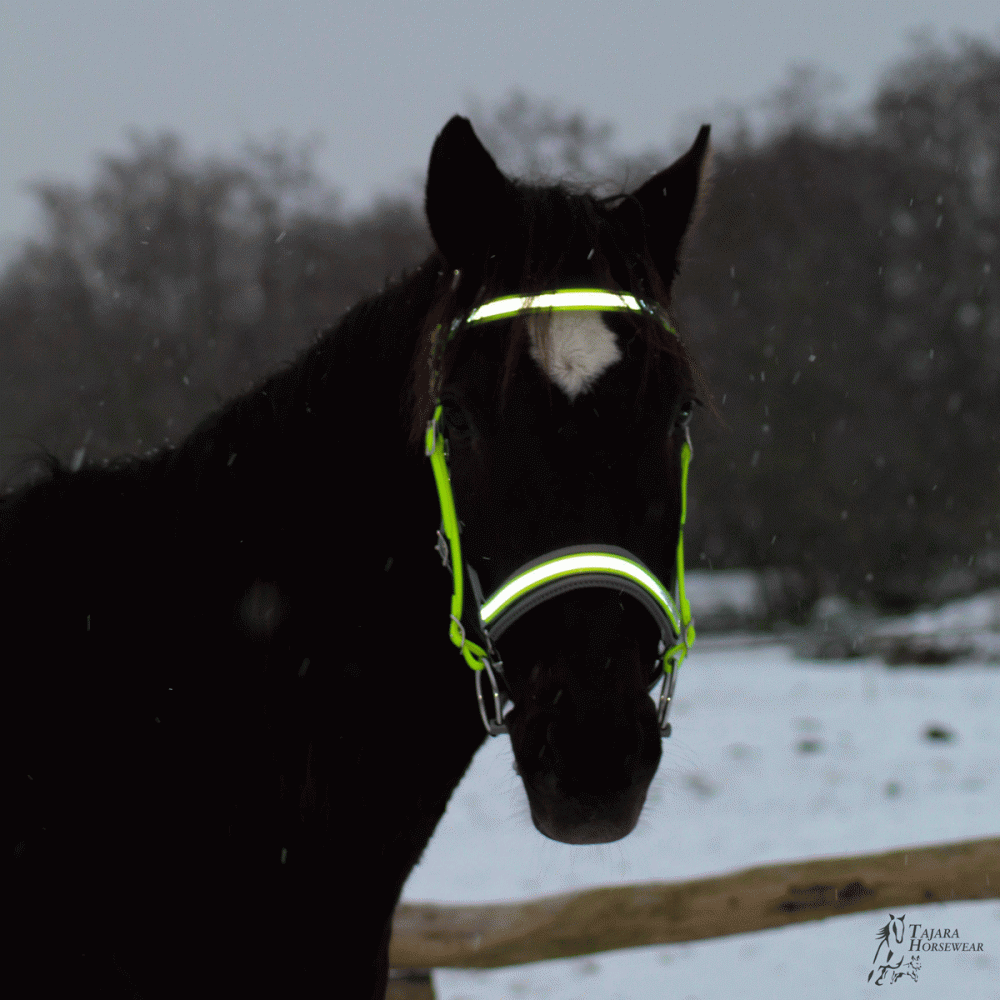 Reflektierendes Quick-Bridle