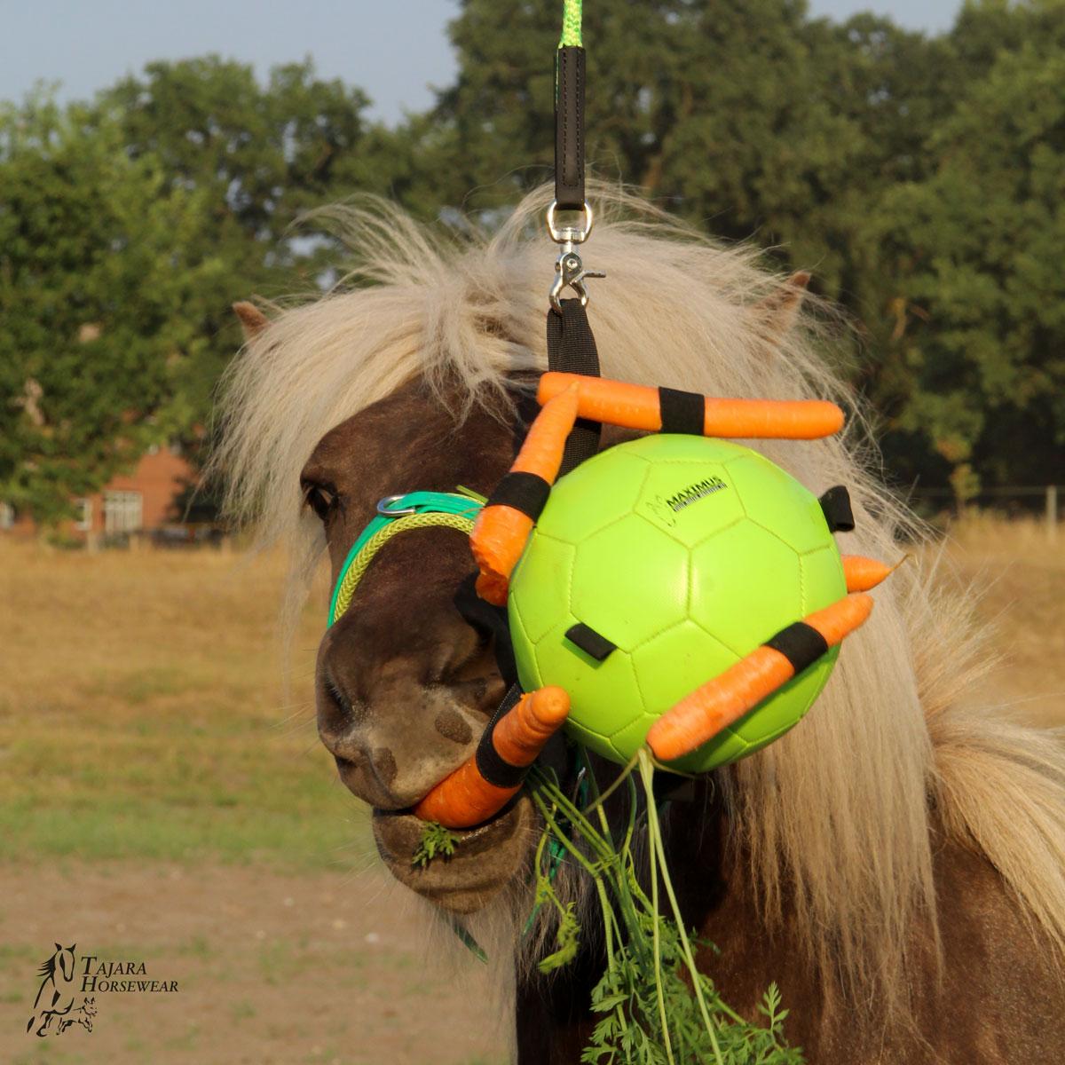 Maximus Fun Play Ball