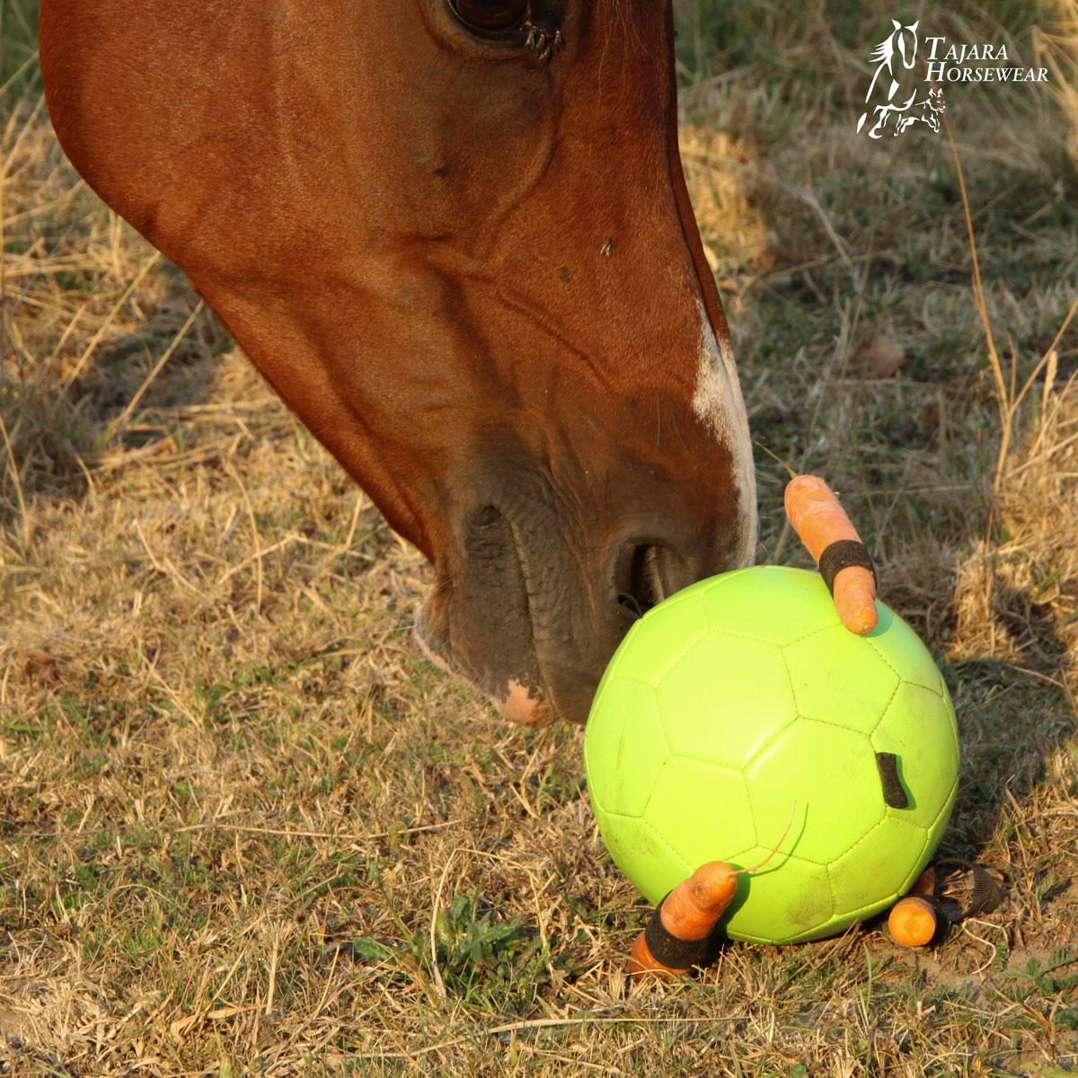 Maximus Fun Play Ball